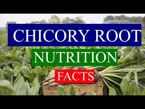 CHICORY ROOT - HEALTH BENEFITS AND NUTRIENTS FACTS