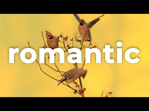 🌺 Folk Mandolin & Romantic Music (For Videos) - "Wanderlust" by Scott Buckley 🇦🇺
