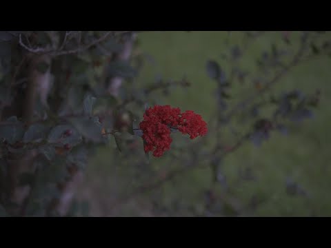 J baybee - Scars Pt 2