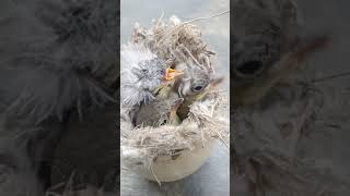 Download lagu anakan burung remetuk laut/Gerygone Sulphurea burung kecil yang suaranya merdu#sulingan #kicaumania mp3