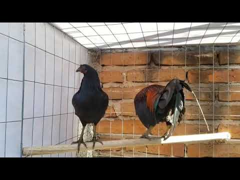 BrownRed/Asil cock over a Black Hatch hen.