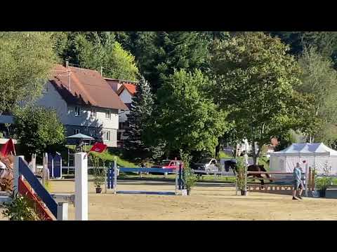 Domino (8yo Obos Quality) 04.09.20 Hauerz - 130 cm