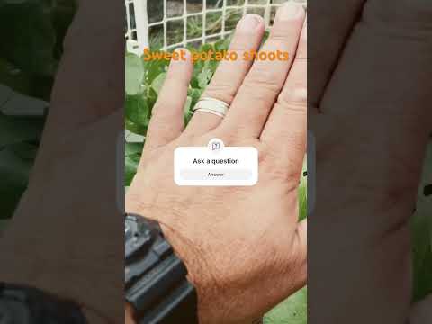 How to grow sweet potato shoots. #shorts #sweetpotato #backyardgardening