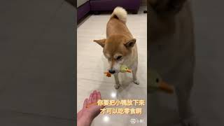 [無言] 貪心的柴犬