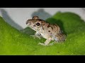 Little Baby Frog Learning To Jump