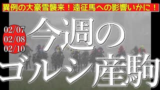 今週のゴールドシップ産駒 (02/07,08,10)【異例の大豪雪襲来！遠征馬への影響いかに！／マイネルアウルム,イトカワサクラなど】