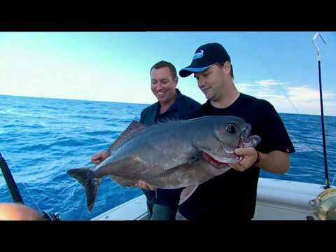 IFISH Cobia, Mackerel, Monster Barra, Huge Blue Eye Trevalla and more!