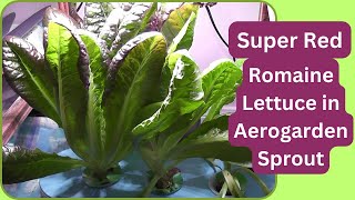 Super Red Romaine Lettuce in Aerogarden Sprout Hydroponics