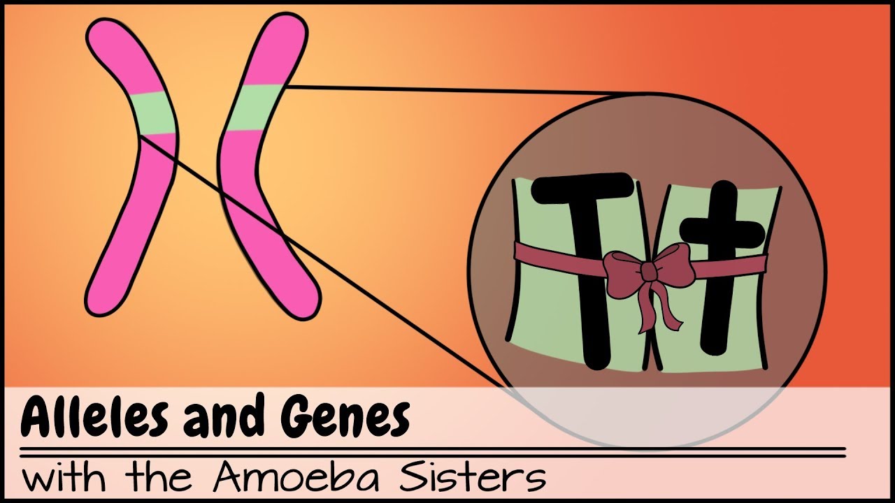 Alleles and Genes