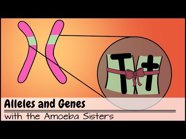 Video Pronunciation of Allele in English