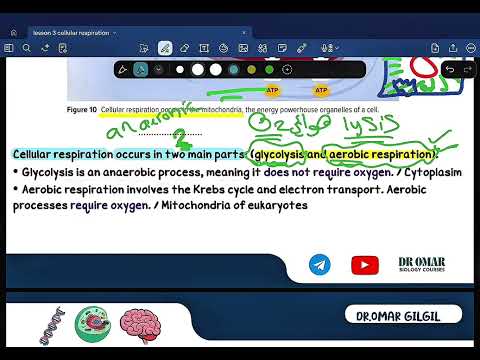 lesson 3 cellular respiration