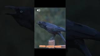 Download lagu Suara Burung Gagak mp3 Download lagu Suara Burung Gagak mp3