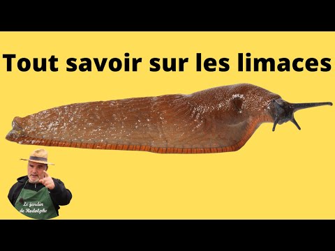 Enquête sur les limaces et les escargots.