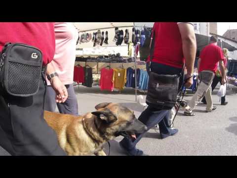 Vídeo del Pastor Belga Malinois Camarón, perro de Pepa Rus