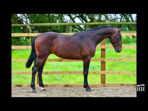 It's A Dream (Toulon) x Montender x Carthago Stallion Born 2018