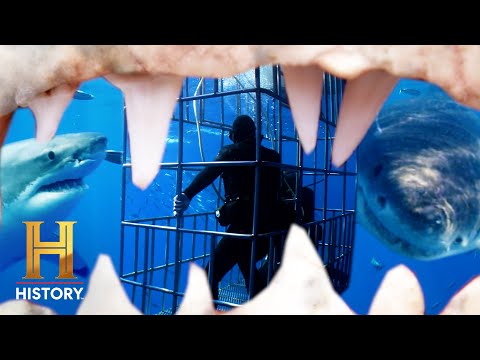 History's Most Shocking: Great White Shark Dive GOES WRONG! (Season 1)