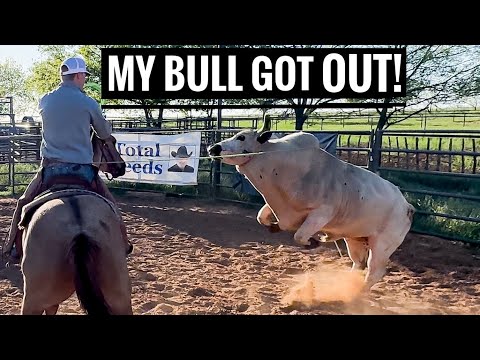 My Bull Jumped Out! You'll Never Believe What He got Out Of