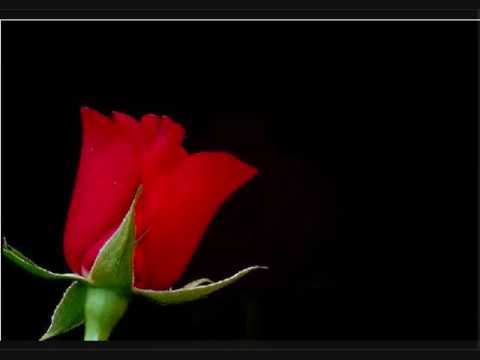 Titel: Elke dag hou ik van jou songtekst