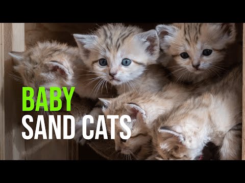 Sand Cat Kittens!