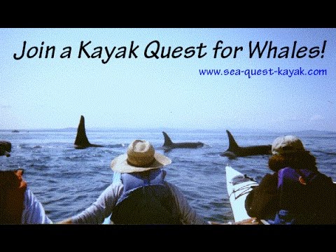 Orca Whale Kayaking Tours in Washington - Kayak with Killer Whales!