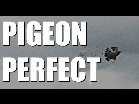 Fieldsports Britain, Pigeons, roebuck and airgunning tips, episode 136 Fieldsports Britain, Pigeons, roebuck and airgunning tips, episode 136