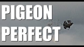 Fieldsports Britain : Pigeons, roebuck and airgunning tips (episode 136)