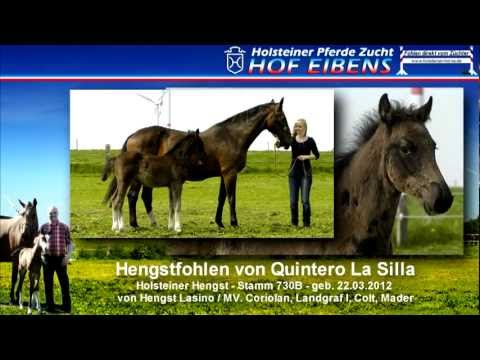 Holsteiner Show Jumping Colt for Sale by Stallion Quintero La Silla