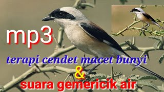 Download lagu Terapi cendet macet bunyi dan suara gemericik air mp3