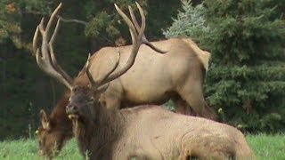 preview picture of video 'Pennsylvania Elk Viewing, Benezette, PA'