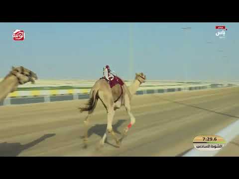 ش 6 (مبدع) لـ هجن الشحانية 12:31:80 ، مهرجان ختامي الشحانية 2026/04/26 ثنايا