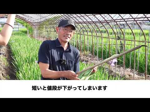 ようこそ城陽へ！特産物紹介花き（花しょうぶ）（府大生 in Joyo)