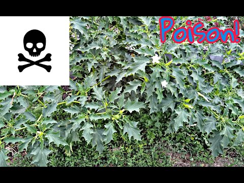 Bieluń Dziędzierzawa