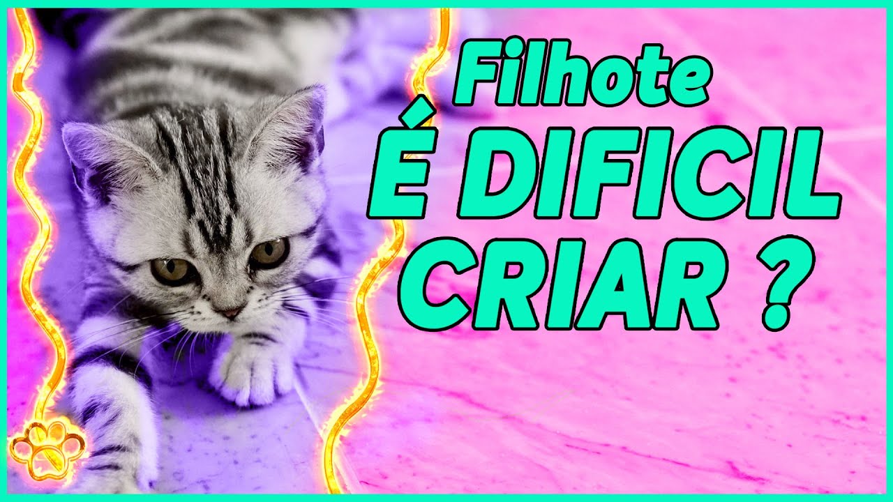 GATO FILHOTE como CUIDAR  ? | DICAS PARA CRIAR UM GATINHO EM CASA