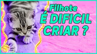 GATO FILHOTE como CUIDAR  ? | DICAS PARA CRIAR UM GATINHO EM CASA