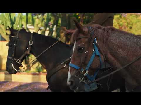 1 HOUR ofAMAZING HORSES From Around the World Best Relax Music MeditationStress,Relxing Mind Videos