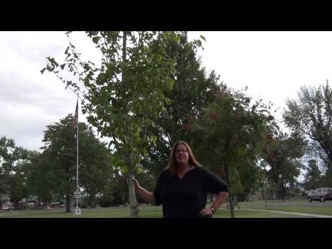 58 AllisonCripe TurkishFilbert