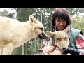 Wildpark Lüneburger Heide: Der süße Nachwuchs von Wolfsmutter Askani