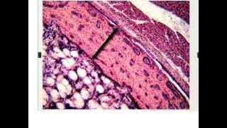 Bone data show 2015 final