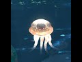 WOW Rare pet Aurelid Floater in Zereth Mortis