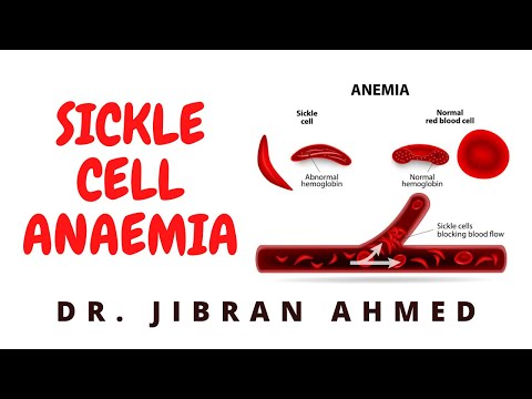 NORMAL HEMATOPOESIS II HEMATOLOGY II ROBBINS 10TH E II DrJIBRANAHMED