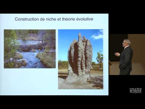 L’évolution humaine : une construction de niche