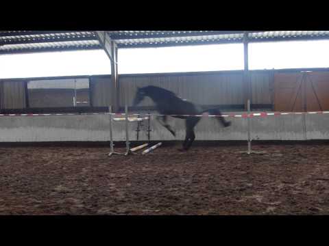 3jährige Stute von Diarado/Graf Grannus