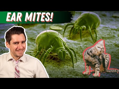 Does your cat have ear mites?  How to know for sure if your cat has ear mites.  Dr. Dan explains!