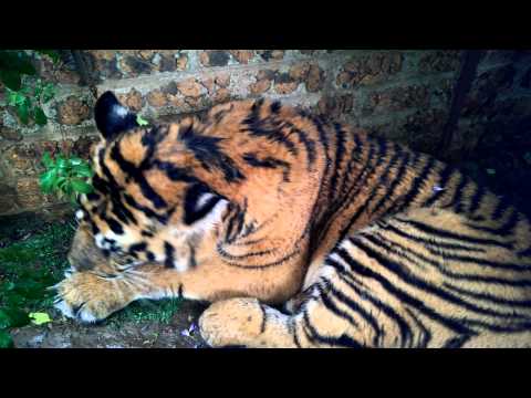 download lagu mp3 mp4 Ozzy Sick, download lagu Ozzy Sick gratis, unduh video klip Ozzy Sick