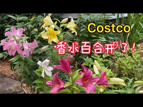 香水百合風水