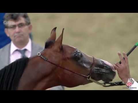 N 26 FADI AL SRAIYA   29th Qatar Intl A H  Show 2020   Yearling Colts Class 1B