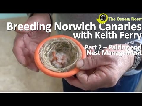 Breeding Norwich Canaries - With Keith Ferry Part 2 Pairing up and nest management