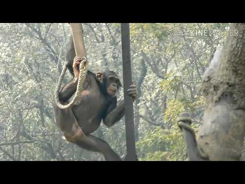 Chimpanzee playing in kolkata  Alipore Zoo | BENGAL SUDIPTA