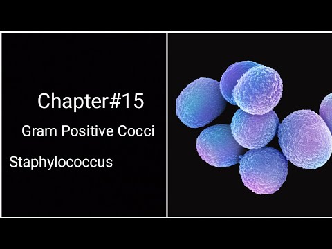 Clinical Bacteriology # Levinson # chapter 15 # Gram Positive Cocci # staphylococcus