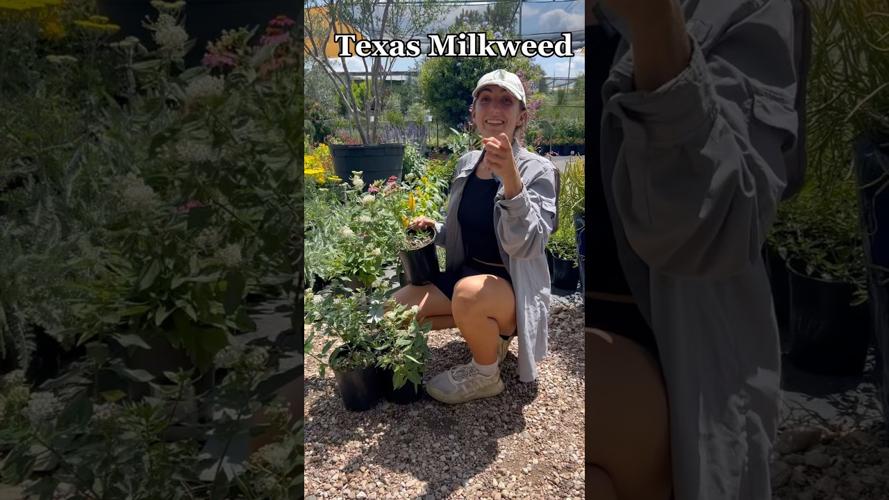 Texas Milkweed Care & Growing Tips